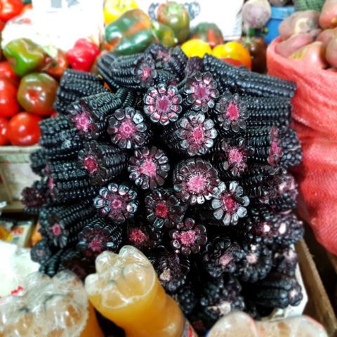 Czarna kukurydza, fot. Beata Pawlikowska