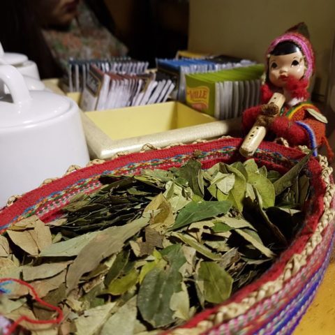 Liście koki, fot. Beata Pawlikowska