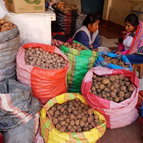 W Peru jest 3000 odmian ziemniakow,  fot. Beata Pawlikowska