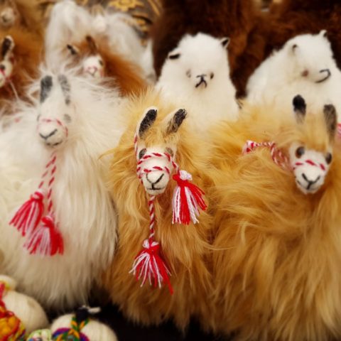 Lamy pozdrawiają,  fot. Beata Pawlikowska