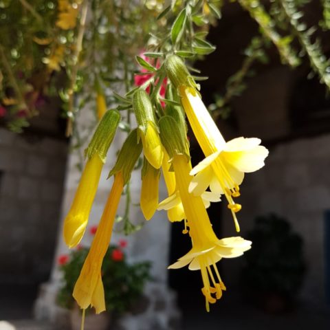 Cantut, kwiat Inkow, fot. Beata Pawlikowska