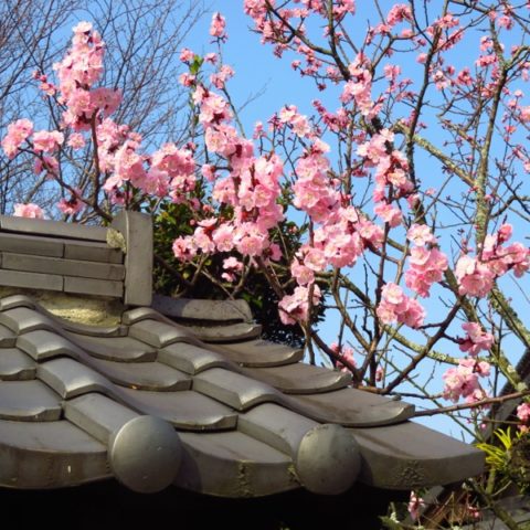 Zakwitły pierwsze drzewa wiśni! fot. Beata Pawlikowska