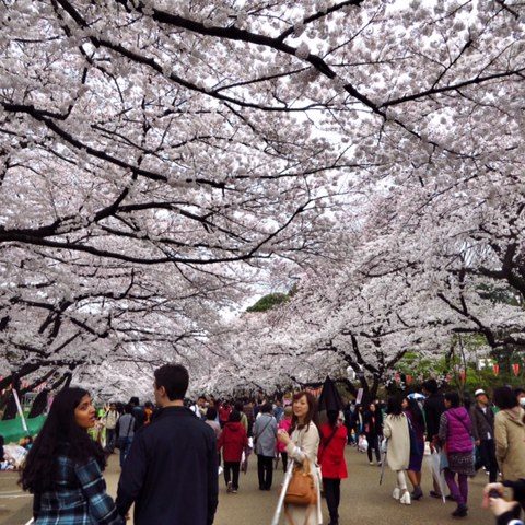 Festiwal Kwitnących Wiśni, W parku kwitnących wiśni, fot. Beata Pawlikowska