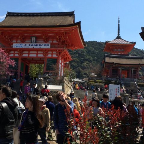 Kyoto - miasto tysiąca świątyń, W parku kwitnących wiśni, fot. Beata Pawlikowska