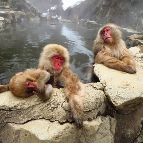 Makaki Śnieżne w japońskich Himalajach, fot. Beata Pawlikowska