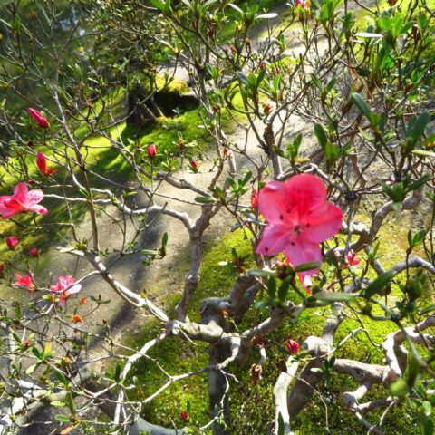 W japońskim ogrodzie, fot. Beata Pawlikowska