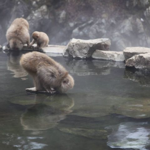 Makaki Śnieżne w japońskich Himalajach, fot. Beata Pawlikowska