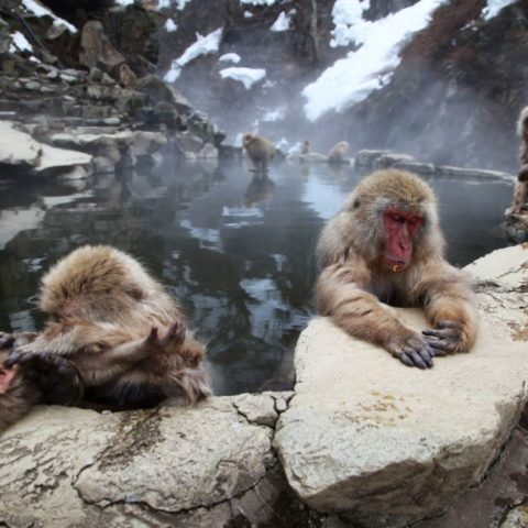Makaki Śnieżne w japońskich Himalajach, fot. Beata Pawlikowska