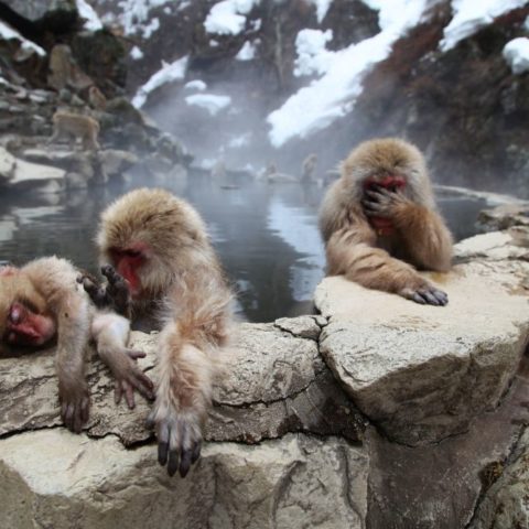 Makaki Śnieżne w japońskich Himalajach, fot. Beata Pawlikowska