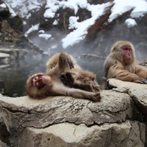 Makaki Śnieżne w japońskich Himalajach, fot. Beata Pawlikowska