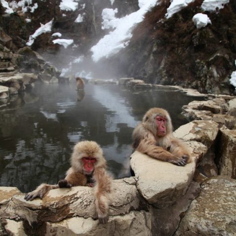 Makaki Śnieżne w japońskich Himalajach, fot. Beata Pawlikowska