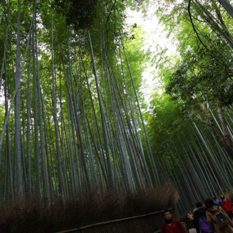 W Bambusowym Lesie, fot. Beata Pawlikowska