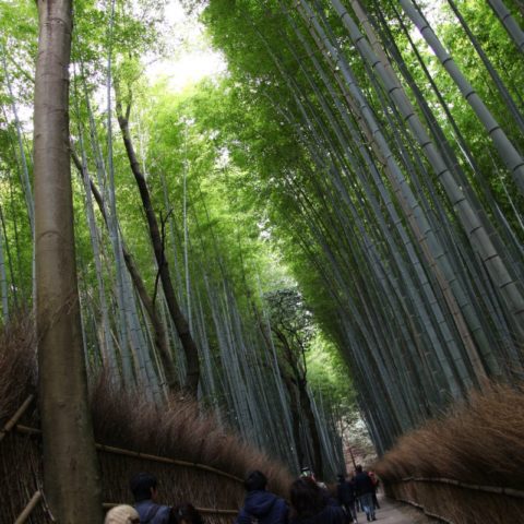 W Bambusowym Lesie, fot. Beata Pawlikowska