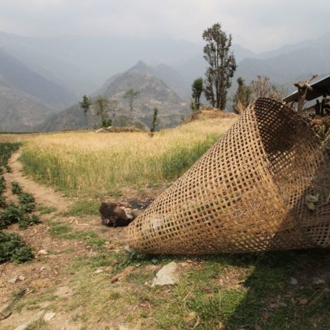 Ścieżka przez pola u podnóży Himalajów. fot. Beata Pawlikowska