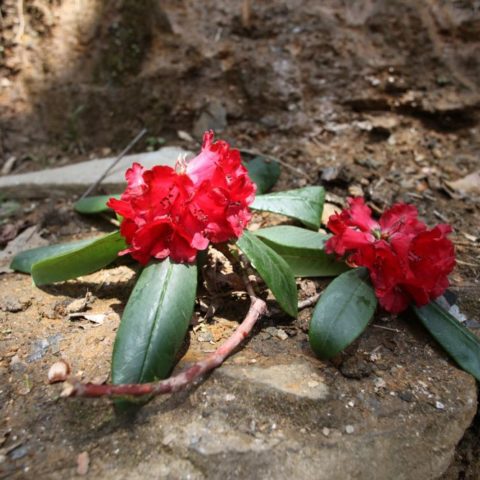 W kwietniu w Himalajach cudnie kwitną rododendrony, fot. Beata Pawlikowska
