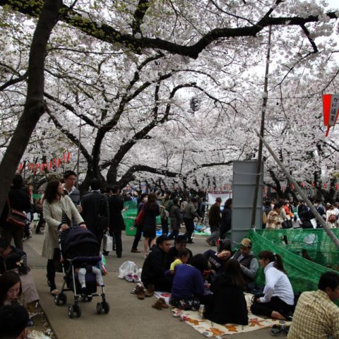 Sakura - festiwal kwitnących wiśni, fot. Beata Pawlikowska