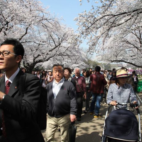 Sakura - festiwal kwitnących wiśni, fot. Beata Pawlikowska