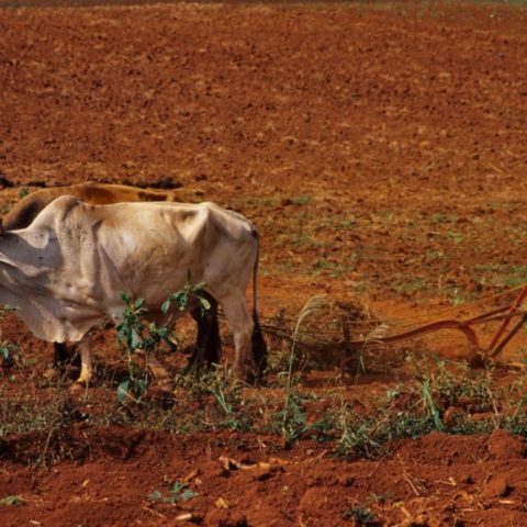 Kuba, fot. Beata Pawlikowska