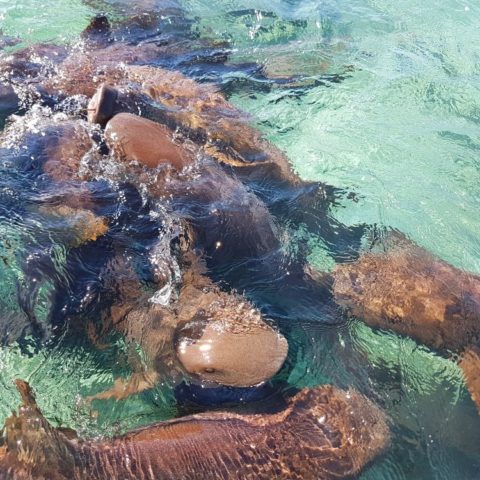 Rekiny, fot. Beata Pawlikowska