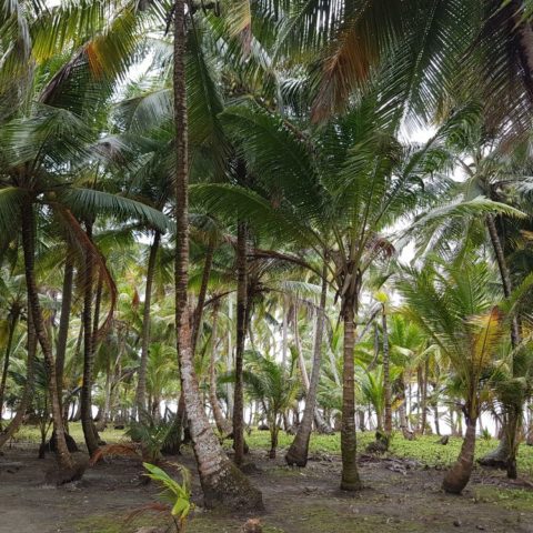 Wyspy San Blas, fot. Beata Pawlikowsk