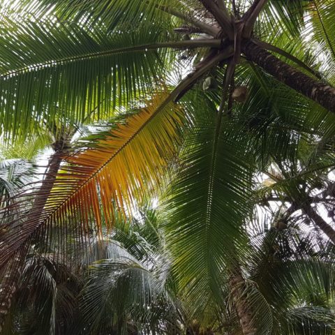 Wyspy San Blas, fot. Beata Pawlikowsk