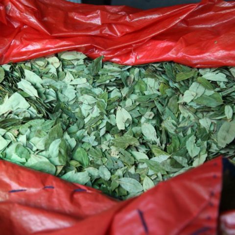 Suszone liście koki - koja poczucie głodu, zmęczenia i pozwalają zapomnieć, fot. Beata Pawlikowska