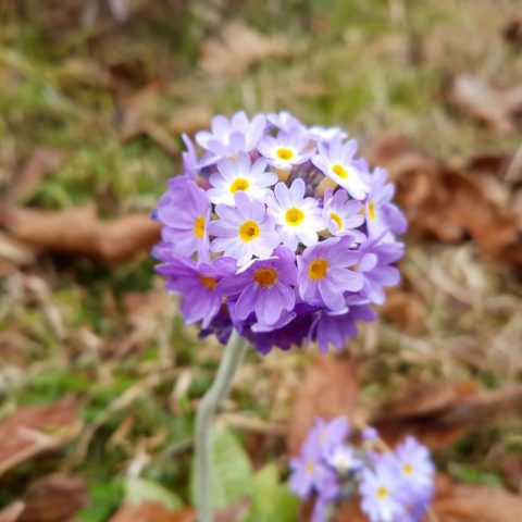 Kwiaty Bhutanu, fot. Beata Pawlikowska