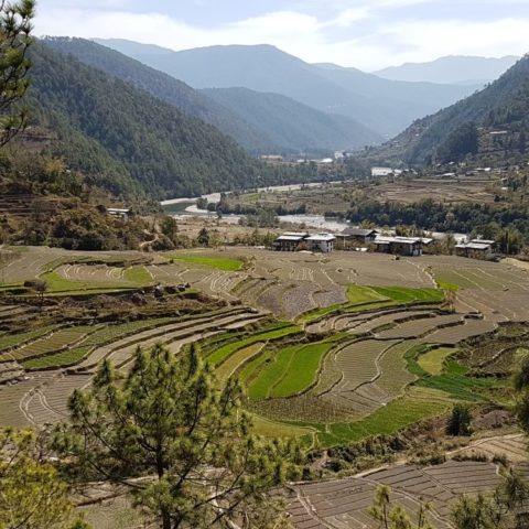 Pola tarasowe, fot. Beata Pawlikowska