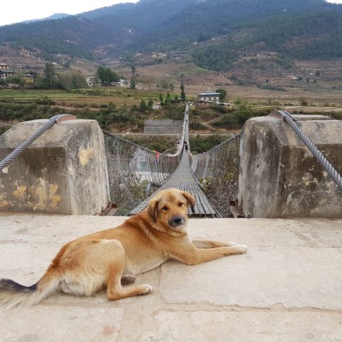 Najdłuższy most wiszący w Bhutanie, fot. Beata Pawlikowska