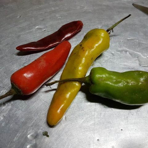 Ostre papryki, najwazniejsza przyprawa w Bhutanie, W żeńskim klasztorze, fot. Beata Pawlikowska