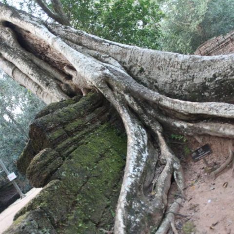 W Angkor, fot. Beata Pawlikowska