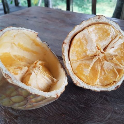 Owoc kakaowca, fot. Beata Pawlikowska