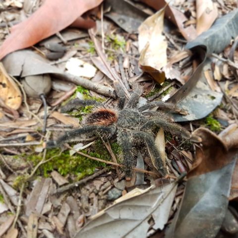 W dżungli, fot. Beata Pawlikowska