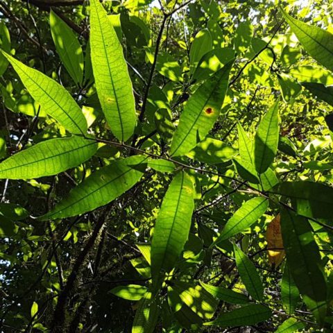 W dżungli, fot. Beata Pawlikowska