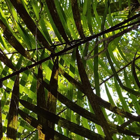 W dżungli, fot. Beata Pawlikowska