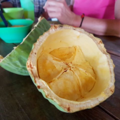 owoc kakakowca, fot. Beata Pawlikowska