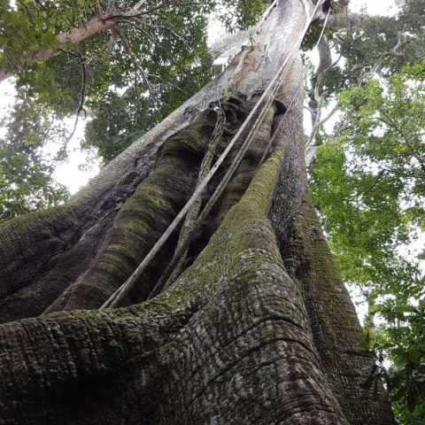 W dżungli, fot. Beata Pawlikowska