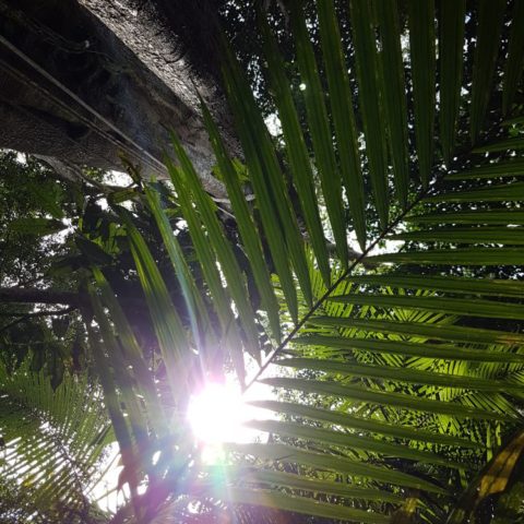 W dżungli, fot. Beata Pawlikowska