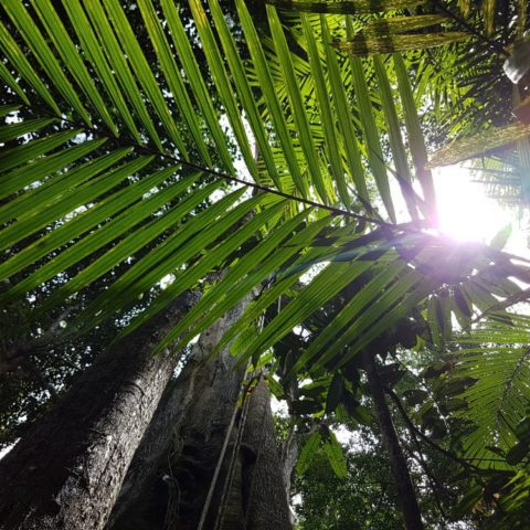 W dżungli, fot. Beata Pawlikowska