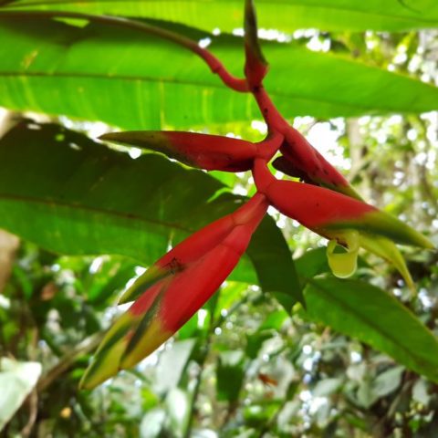 W dżungli, fot. Beata Pawlikowska