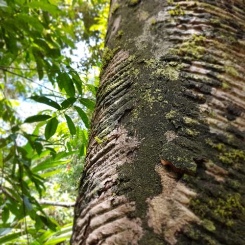 Kauczukowiec, fot. Beata Pawlikowska