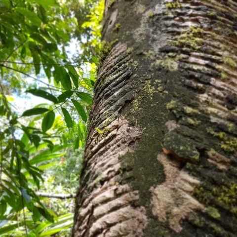 W dżungli, fot. Beata Pawlikowska