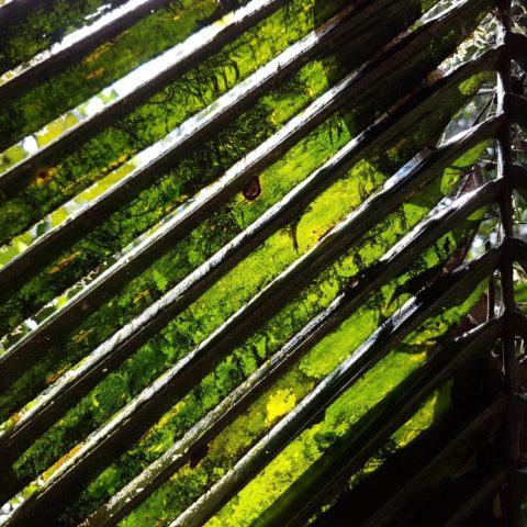 W dżungli, fot. Beata Pawlikowska