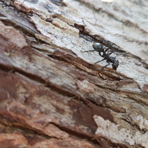 W dżungli, fot. Beata Pawlikowska