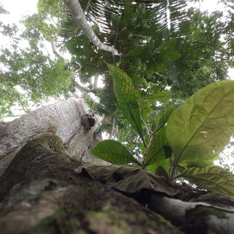 W dżungli, fot. Beata Pawlikowska