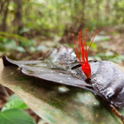 W dżungli, fot. Beata Pawlikowska