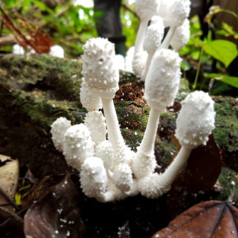 W dżungli, fot. Beata Pawlikowska