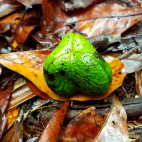 W dżungli, fot. Beata Pawlikowska