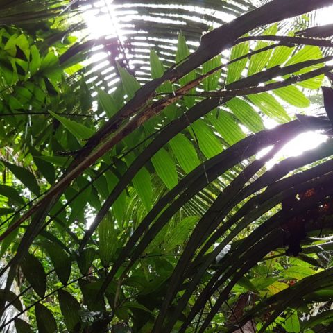 W dżungli, fot. Beata Pawlikowska