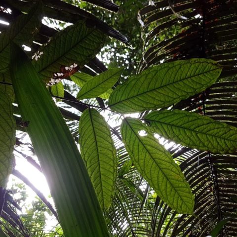 W dżungli, fot. Beata Pawlikowska